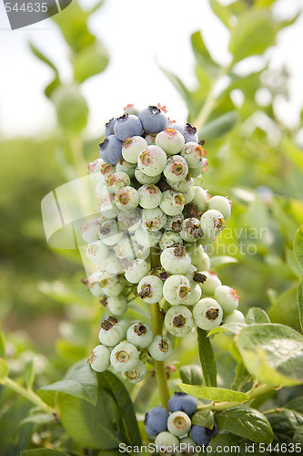 Image of Blueberries