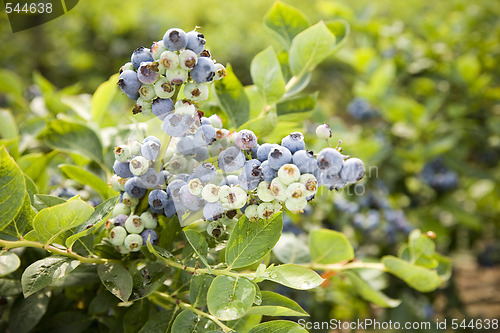 Image of Blueberries