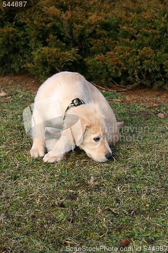 Image of Golden Retriever Puppy Sniffing