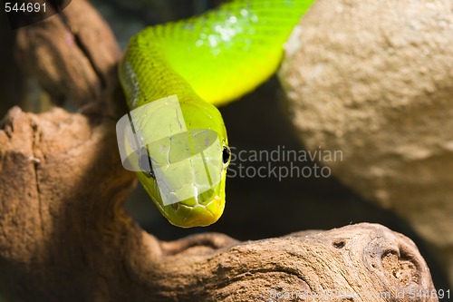 Image of Red Tailed Racer