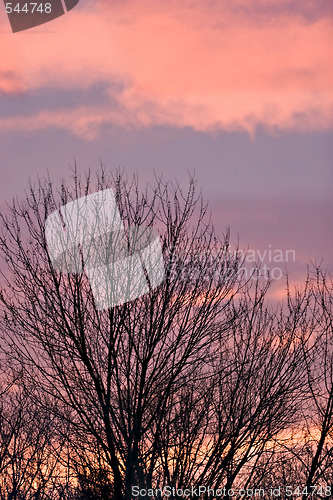 Image of Trees Silhouette