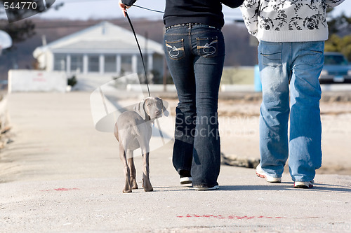 Image of Walking the Dog