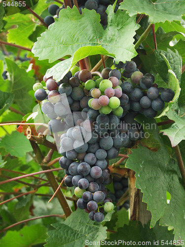 Image of Grapes