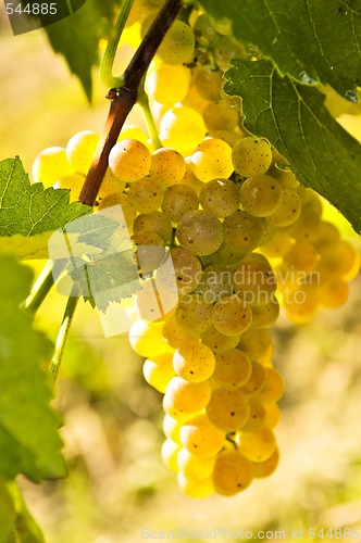 Image of Yellow grapes