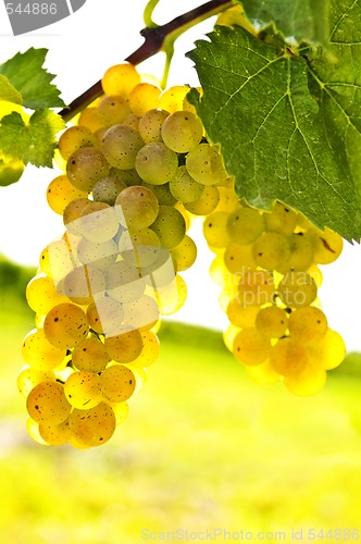 Image of Yellow grapes