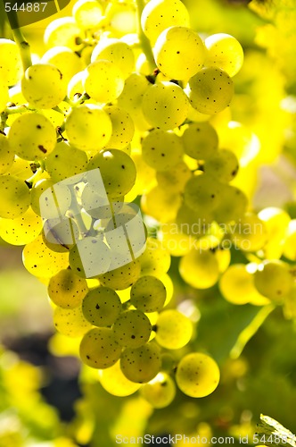 Image of Yellow grapes