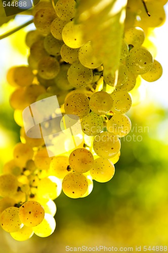 Image of Yellow grapes