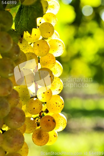 Image of Yellow grapes