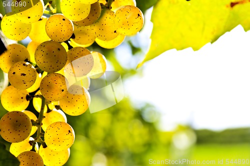 Image of Yellow grapes