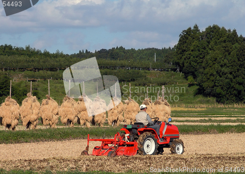 Image of Autumn rice field