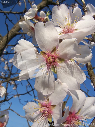 Image of almond flowers