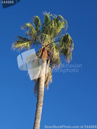 Image of palm tree