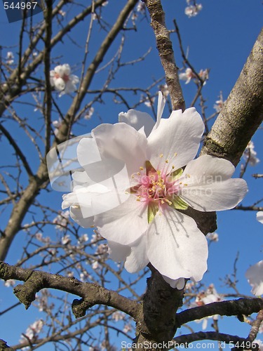 Image of almond flowers