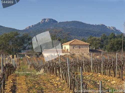 Image of House in vineyards