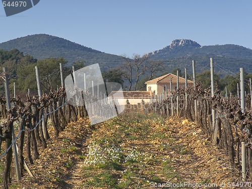 Image of House in vineyards