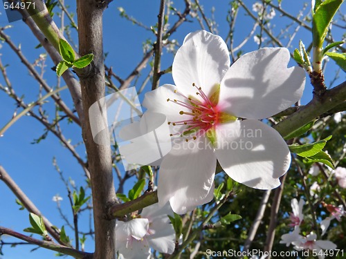 Image of almond flower