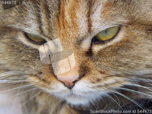 Image of Persian cat face