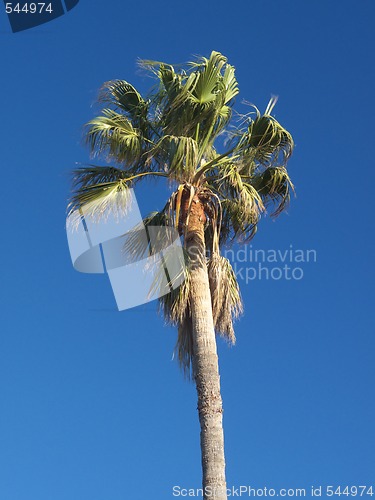 Image of palm tree