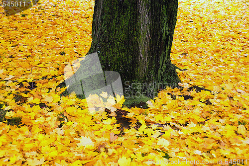 Image of Fall Foliage
