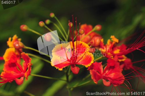 Image of Gulmohar