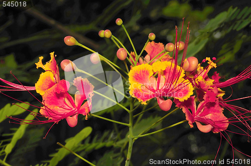 Image of Gulmohar