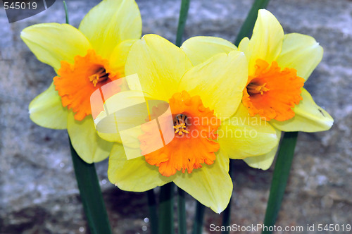 Image of Daffodils