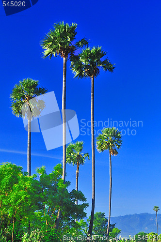 Image of Palm Tree
