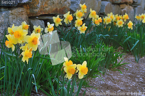 Image of Daffodil