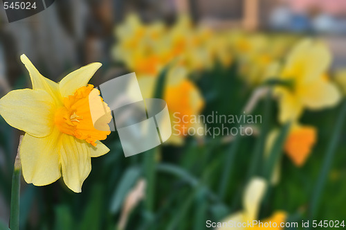 Image of Daffodil