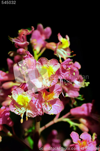 Image of Cherry Blossoms