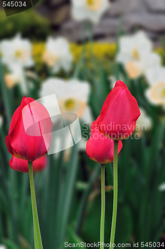 Image of Tulips