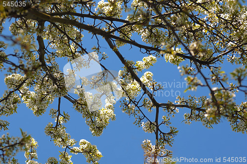 Image of Cherry Blossoms