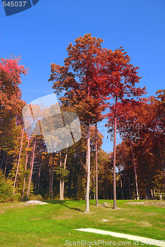 Image of Fall Foliage