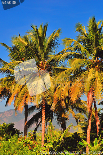 Image of Palm Tree