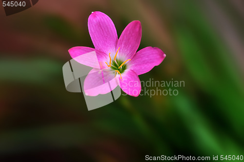 Image of Spring Flower