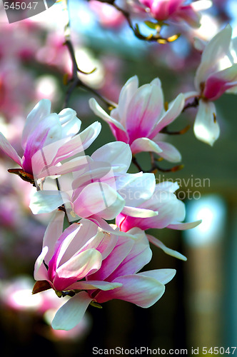 Image of Cherry Blossoms