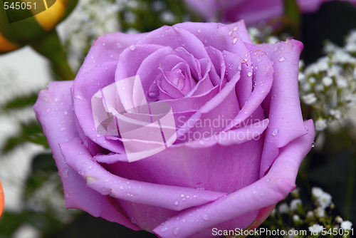 Image of Purple Rose