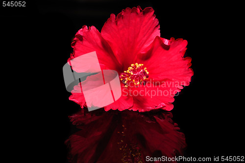 Image of Hibiscus