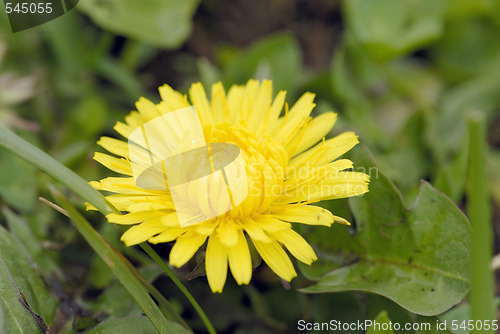 Image of dandelion