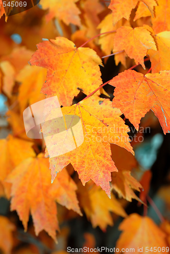 Image of Fall Foliage
