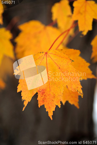 Image of Fall Foliage