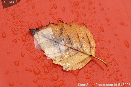 Image of Dry Leaf