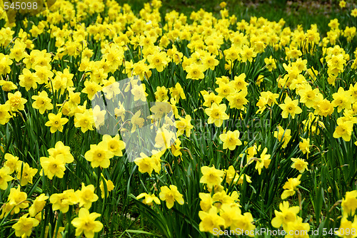 Image of Dafodils