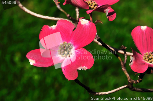 Image of Spring Flower