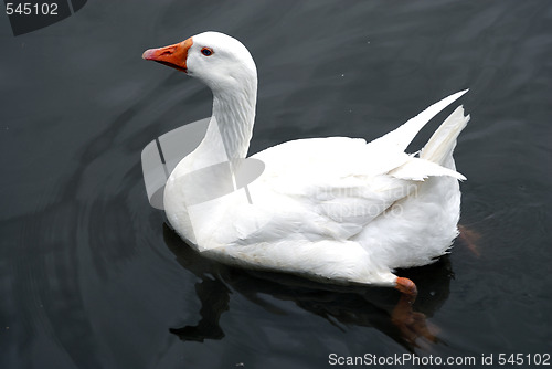 Image of Swan