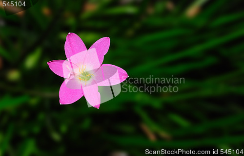 Image of Spring Flowers