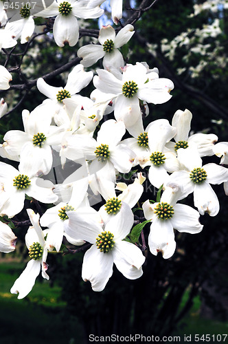 Image of Cherry Blossoms