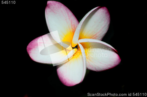 Image of Frangipani