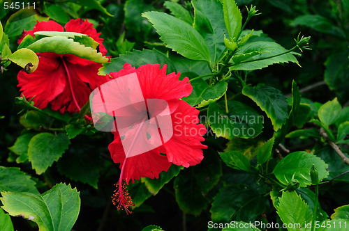 Image of Tropical Flowers