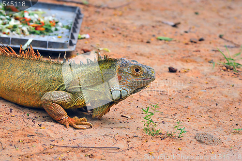 Image of Iguana